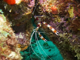 Banded Coral Shrimp IMG 5444